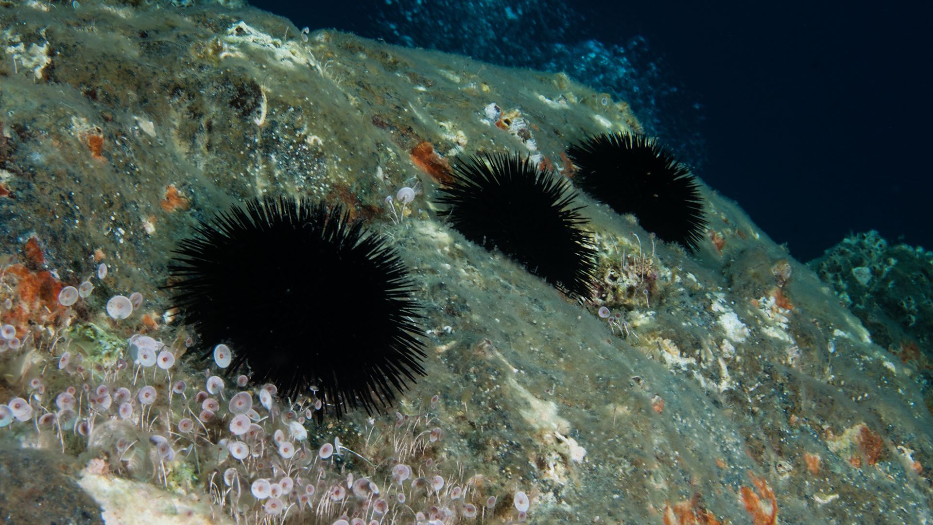 Cosa Fare In Caso Di Puntura Di Riccio Di Mare O Tracina I Love Elba