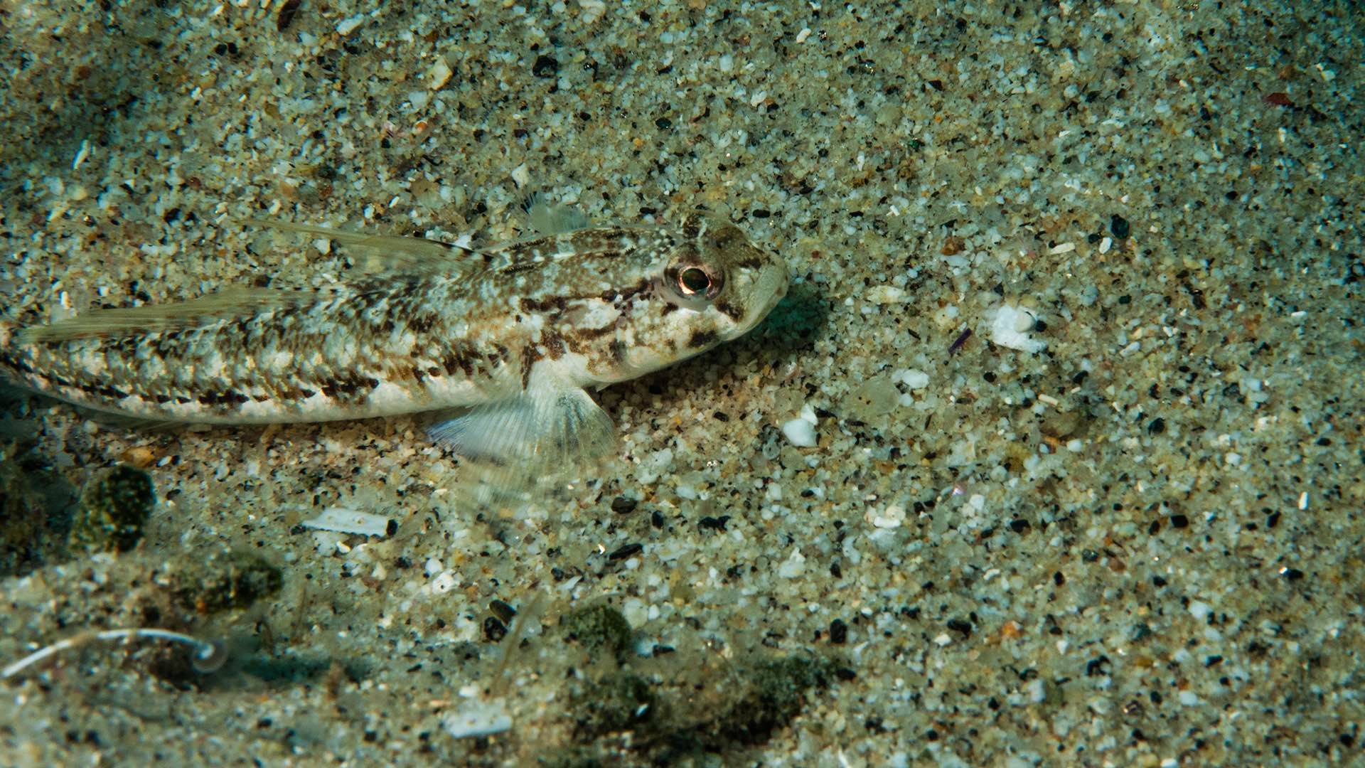 Siti di incontri di pesce in mare