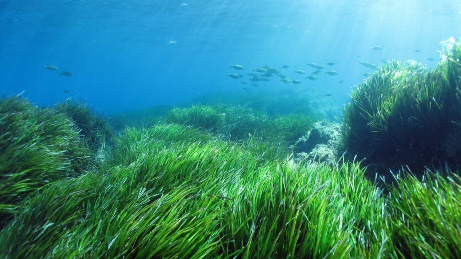 Posidonia Oceanica