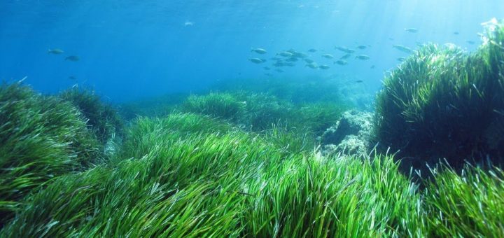 Posidonia Oceanica