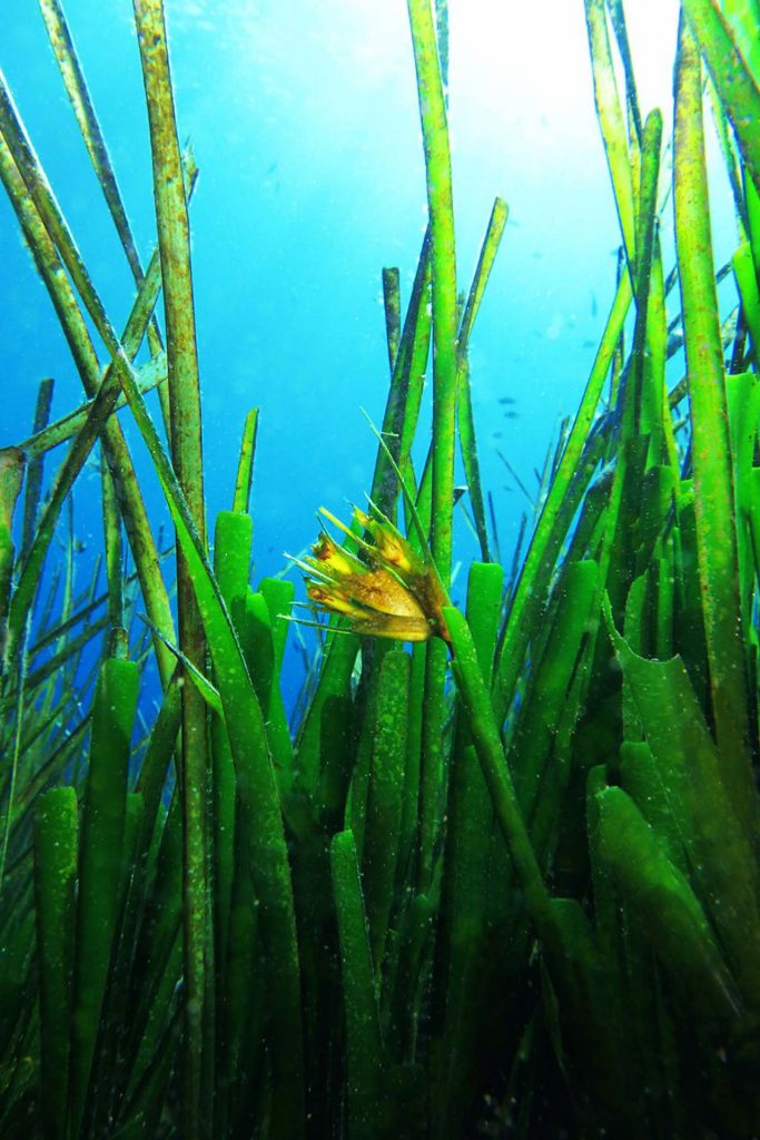 Fiore Posidonia
