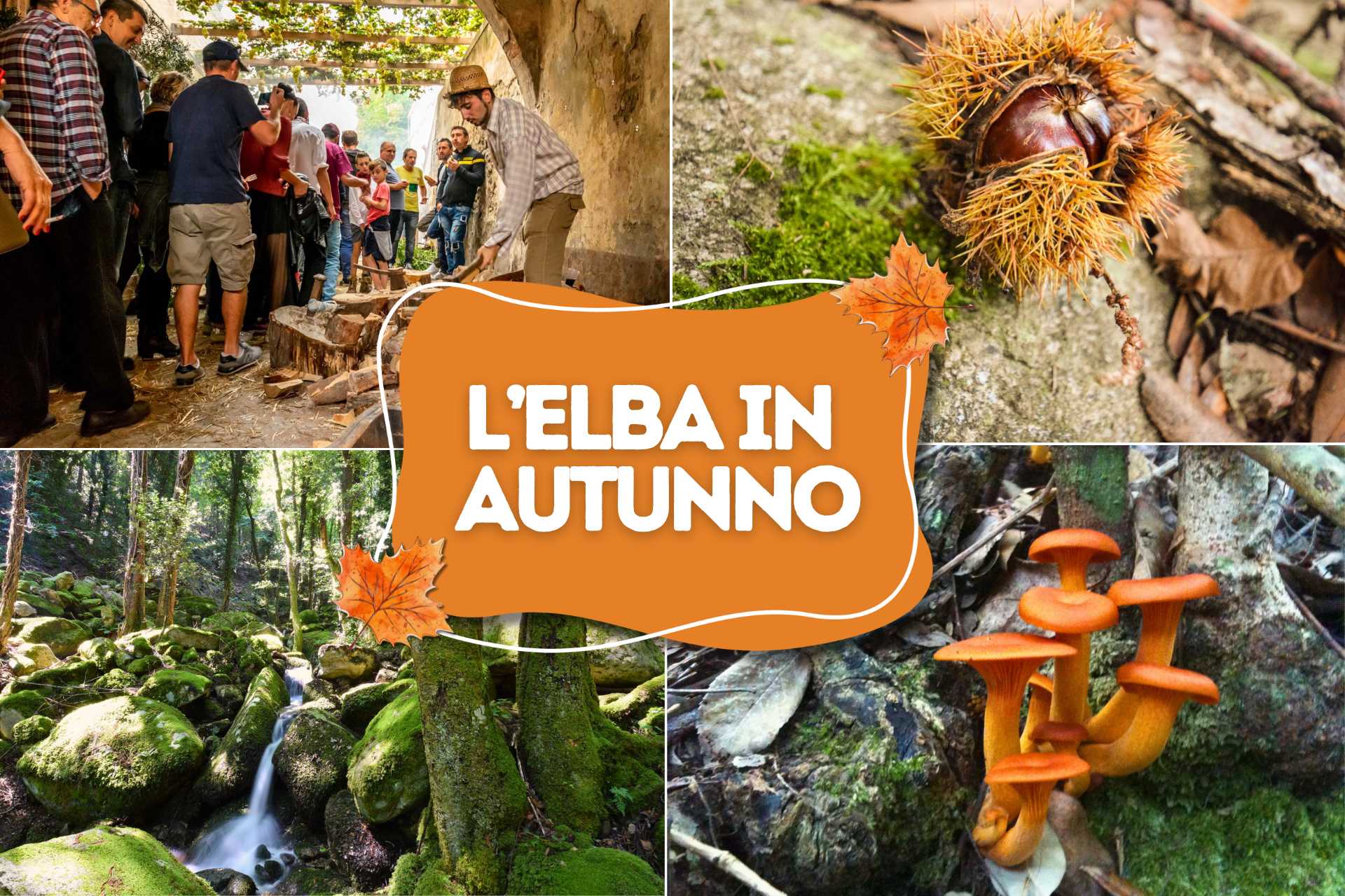 L'elba in autunno: sagre, trekking, funghi, castagne e sport acquatici