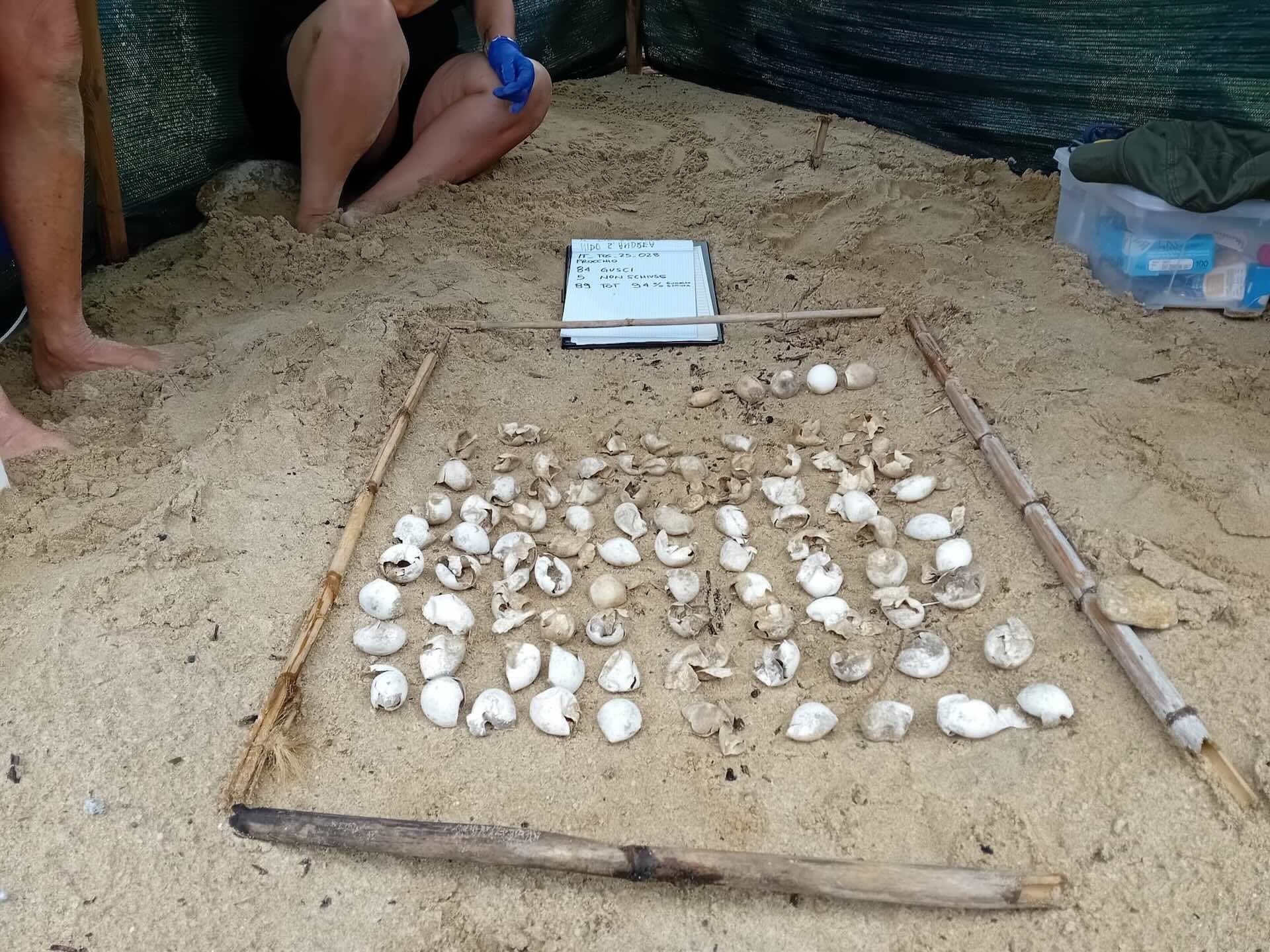 Volontari analizzano il nido di tartaruga Caretta caretta durante l’apertura a Procchio