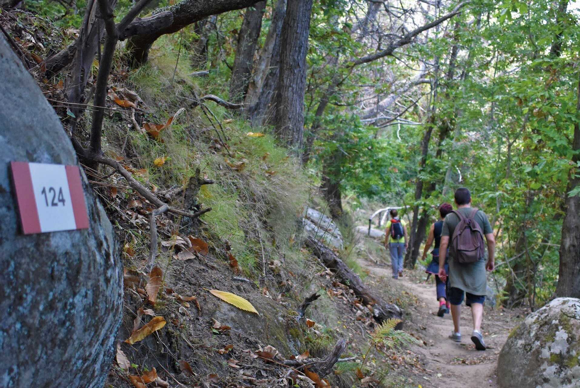 Escursionisti in cammino nel bosco lungo il sentiero 124 vicino alla Pieve di San Giovanni all’Isola d’Elba