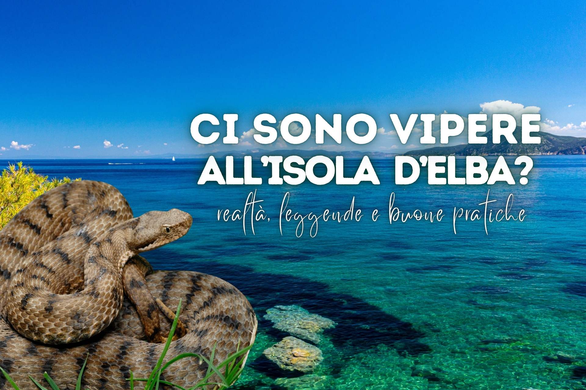Copertina dell'articolo "Ci sono vipere all'Isola d'Elba?"