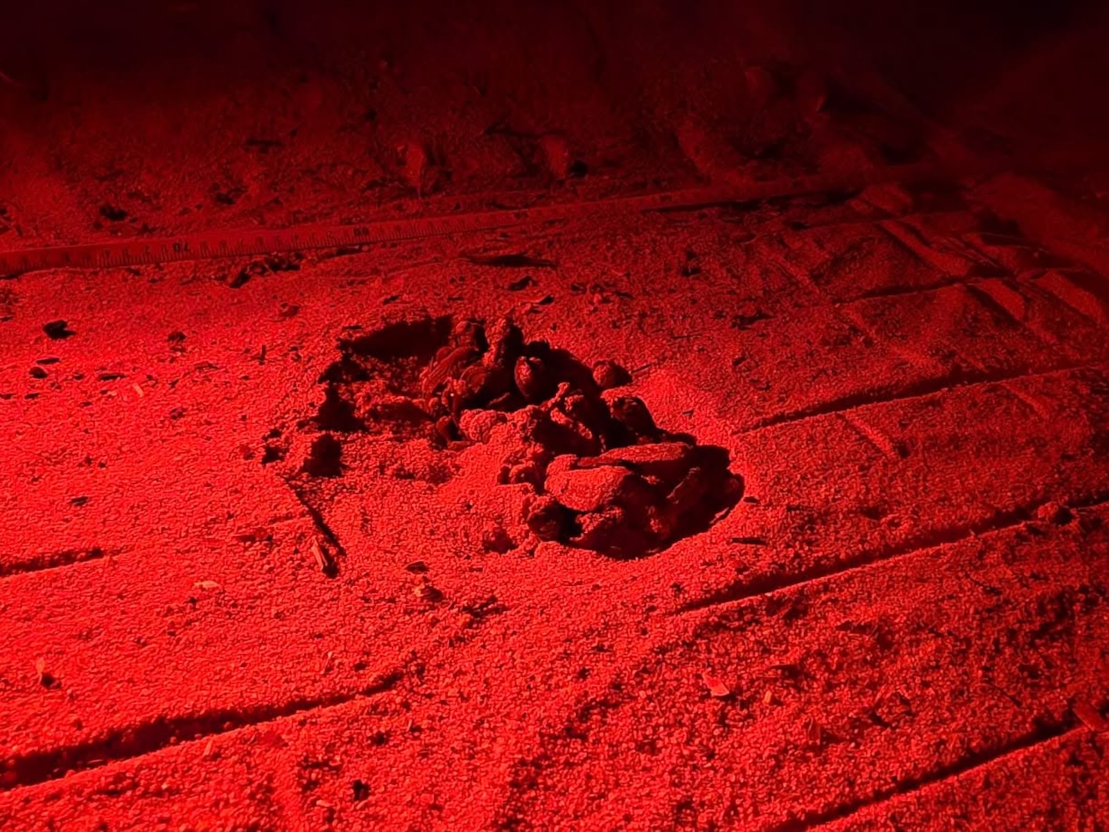 Tartarughine Caretta caretta appena nate sulla spiaggia di Fetovaia illuminate dalla luce rossa